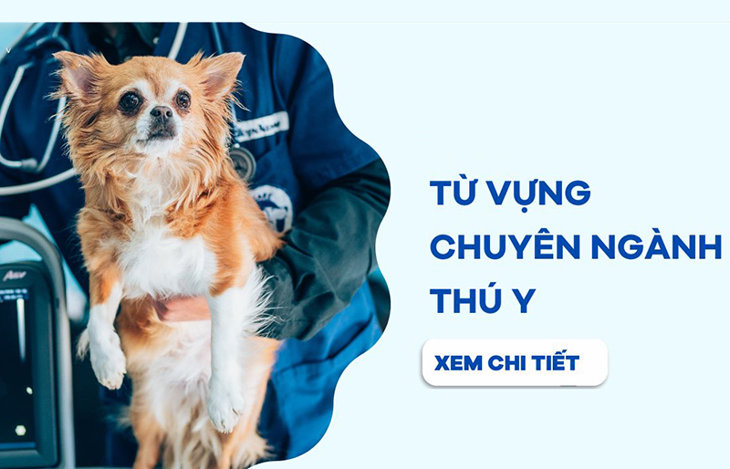 anh-img-tu-vung-tieng-anh-chuyen-nganh-thu-y